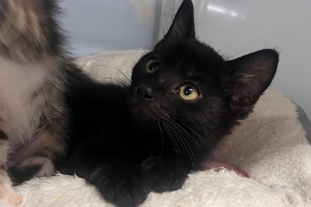 My name is Harrison and I am ready for adoption. Learn more about me!