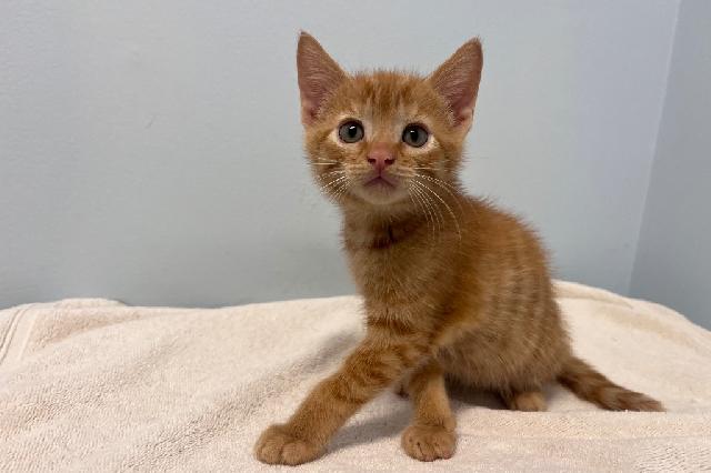My name at SAFE Haven was Hektor and I was adopted!
