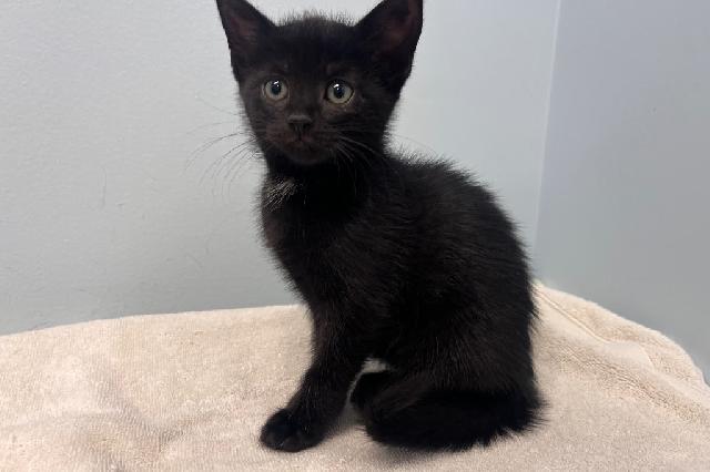 My name is Hellene and I am ready for adoption. Learn more about me!