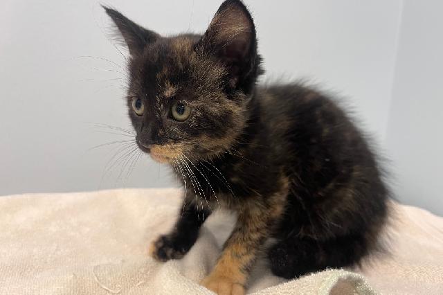 My name is Nevaeh and I am ready for adoption. Learn more about me!