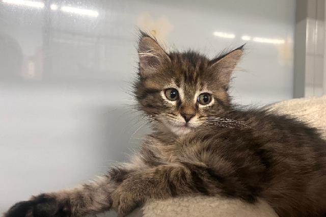 My name is Harmoni and I am ready for adoption. Learn more about me!