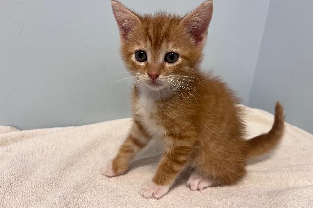 My name at SAFE Haven was Huxley and I was adopted!