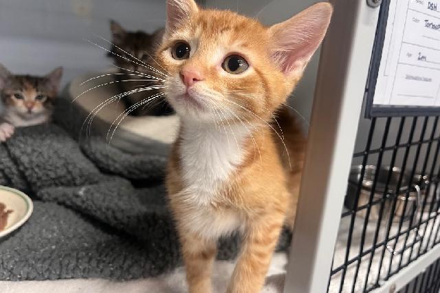 My name is Hockley and I am ready for adoption. Learn more about me!