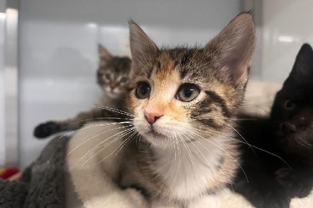My name is Harloe and I am ready for adoption. Learn more about me!