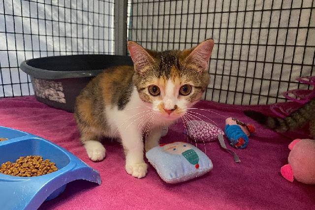 My name is Celine Dion and I am ready for adoption. Learn more about me!