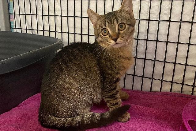 My name is Limp Bizkit and I am ready for adoption. Learn more about me!