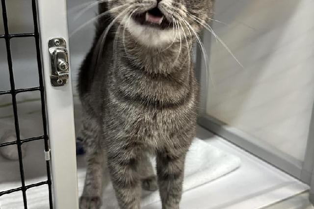 My name at SAFE Haven was Frea and I was adopted!