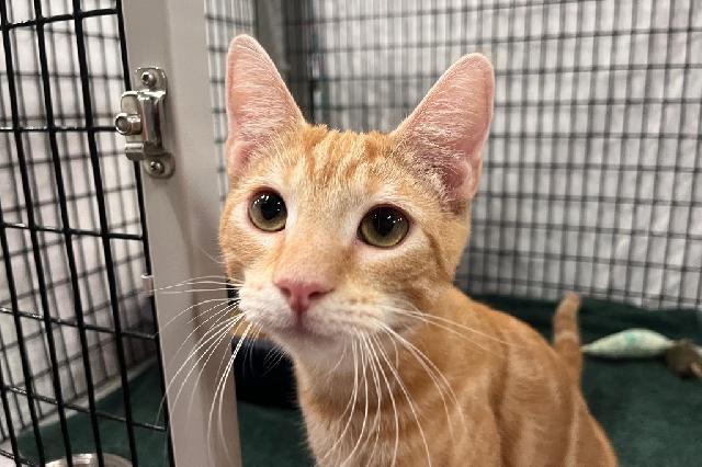 My name is Rupert Grint and I am ready for adoption. Learn more about me!