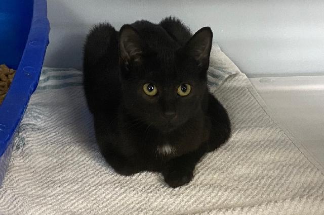 My name at SAFE Haven was Limu and I was adopted!