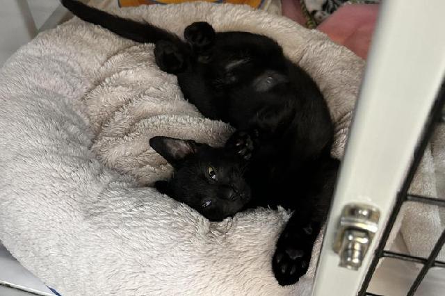 My name is Jake from State Farm and I am ready for adoption. Learn more about me!