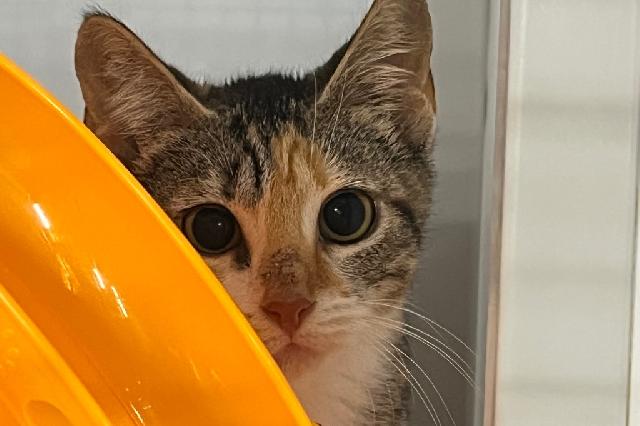 My name at SAFE Haven was Katy Perry and I was adopted!
