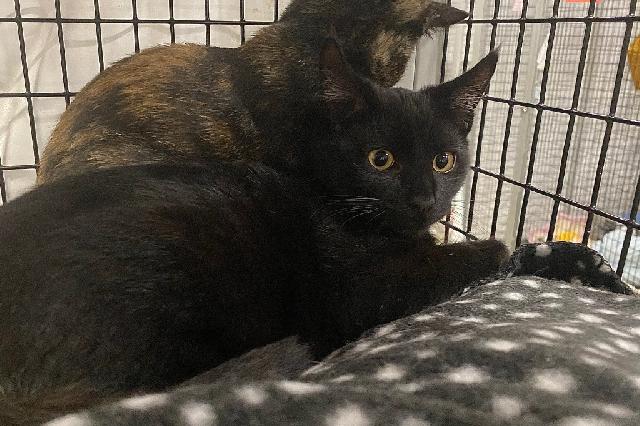My name is TIE Fighter and I am ready for adoption. Learn more about me!