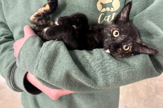 My name is Star Destroyer and I am ready for adoption. Learn more about me!