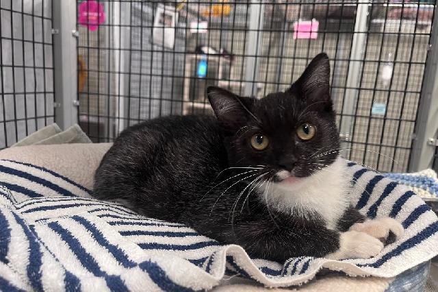 My name at SAFE Haven was Jimmy Choo and I was adopted!