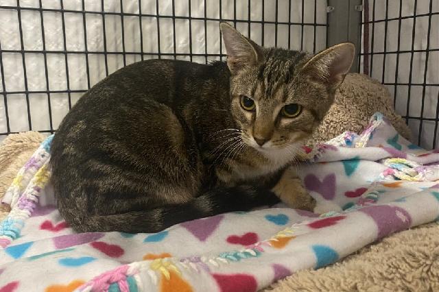 My name is Scallions and I am ready for adoption. Learn more about me!