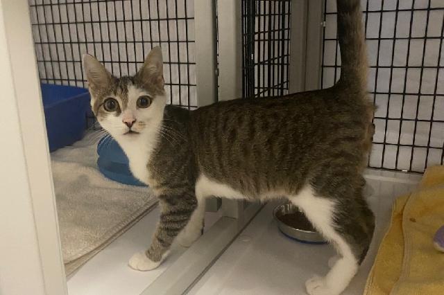 My name is Himalayan Salt and I am ready for adoption. Learn more about me!