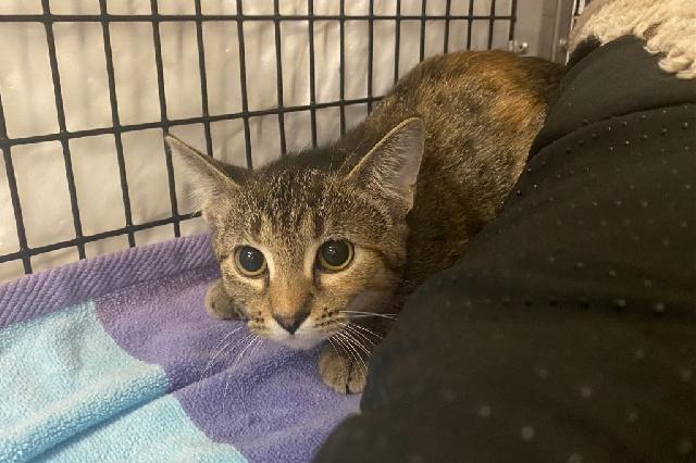 My name is Chimichurri and I am ready for adoption. Learn more about me!