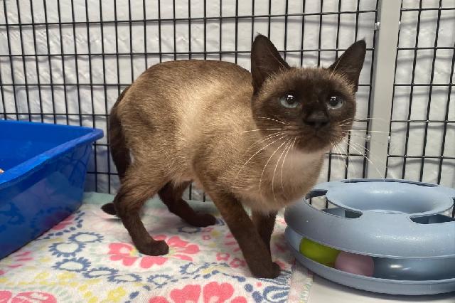 My name is Chesapeake Bay and I am ready for adoption. Learn more about me!