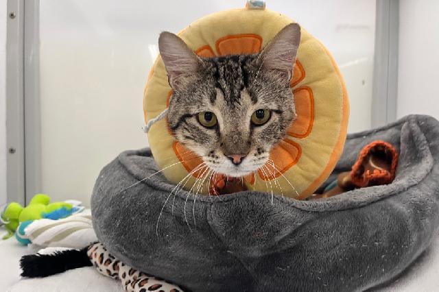 My name is Oregano and I am ready for adoption. Learn more about me!