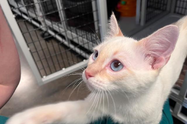 My name at SAFE Haven was Carne Asada and I was adopted!