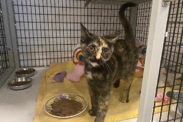 My name is Everything Bagel and I am ready for adoption. Learn more about me!