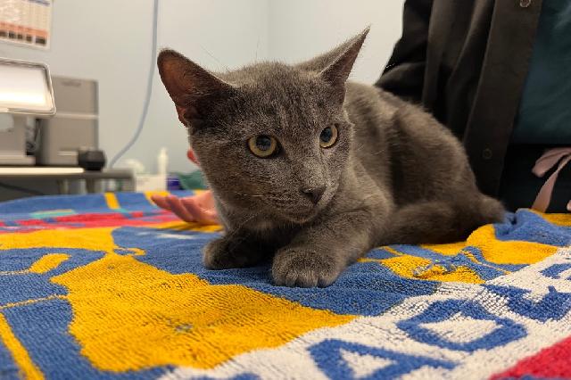 My name is Vann and I am ready for adoption. Learn more about me!