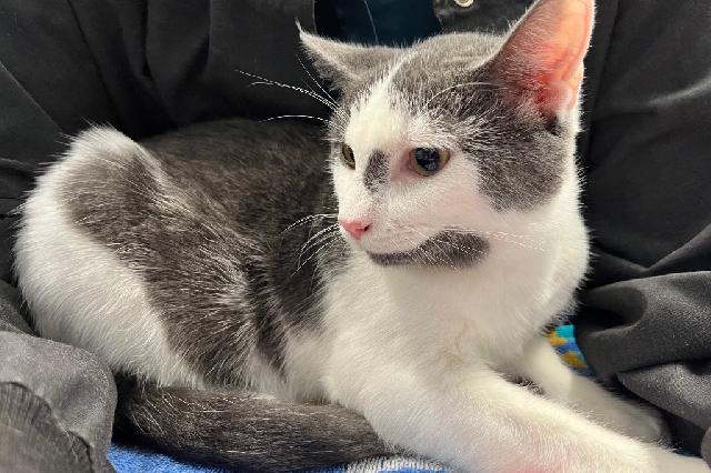 My name is Evadne and I am ready for adoption. Learn more about me!