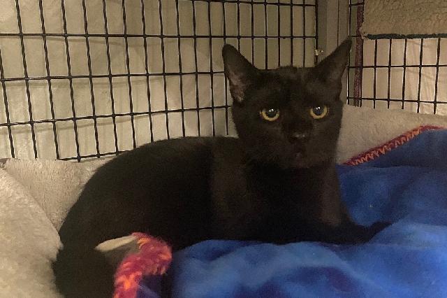 My name is Bologna and I am ready for adoption. Learn more about me!