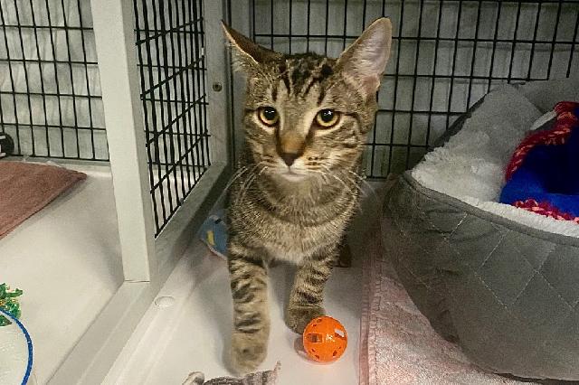 My name is Squirt and I am ready for adoption. Learn more about me!