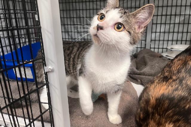 My name at SAFE Haven was Rascal and I was adopted!