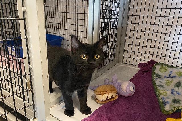 My name is Biscuits N' Gravy and I am ready for adoption. Learn more about me!