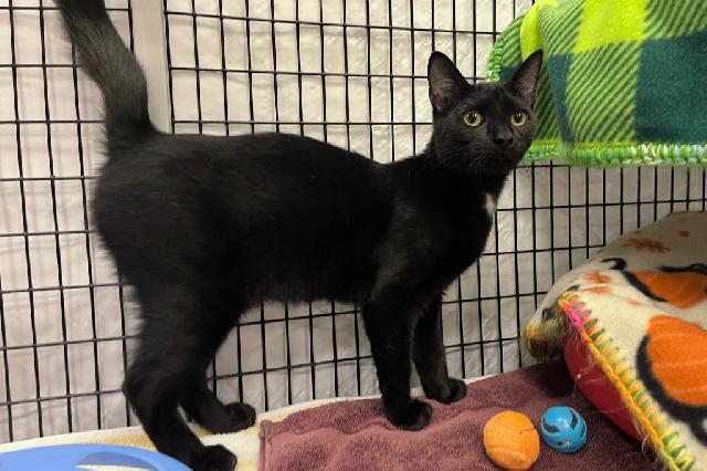 My name is Jeebies and I am ready for adoption. Learn more about me!