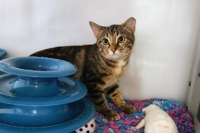 My name is Cavatappi and I am ready for adoption. Learn more about me!
