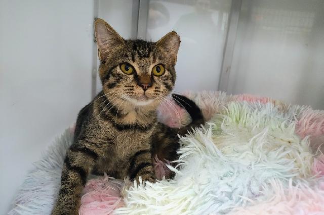 My name is Tortellini and I am ready for adoption. Learn more about me!
