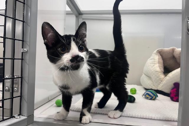 My name is Pistachio Mint and I am ready for adoption. Learn more about me!