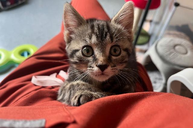 My name is Viney and I am ready for adoption. Learn more about me!