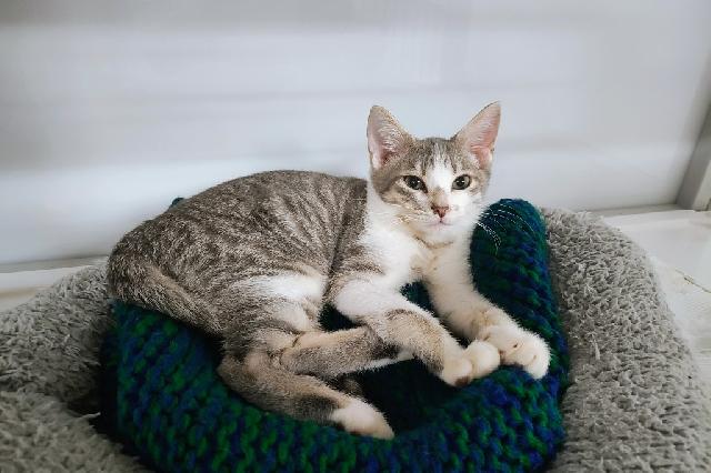 My name at SAFE Haven was Pawpaw and I was adopted!