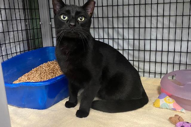 My name at SAFE Haven was Sir Squeakerton and I was adopted!