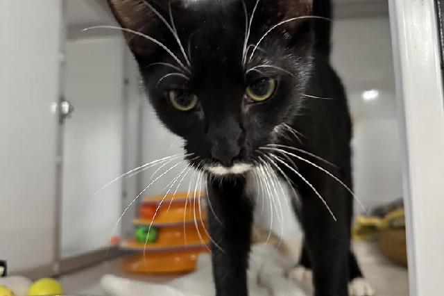 My name is Harence and I am ready for adoption. Learn more about me!
