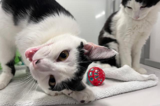 My name is Microphone and I am ready for adoption. Learn more about me!