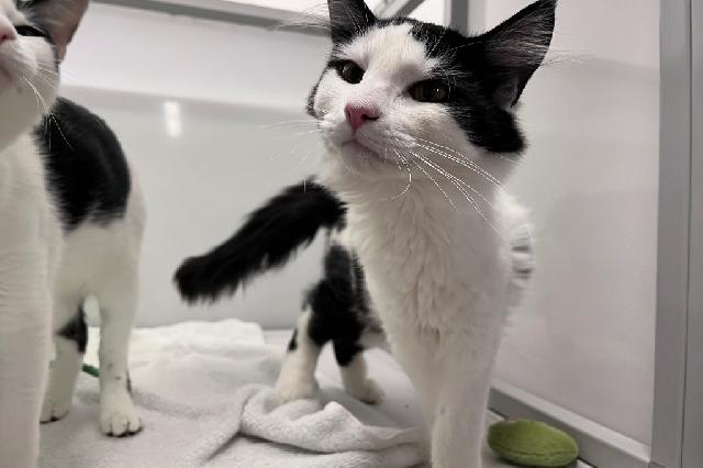 My name is Megaphone and I am ready for adoption. Learn more about me!
