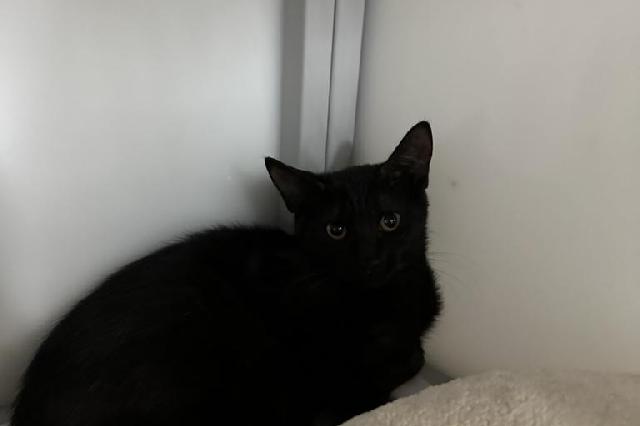 My name is Penley and I am ready for adoption. Learn more about me!
