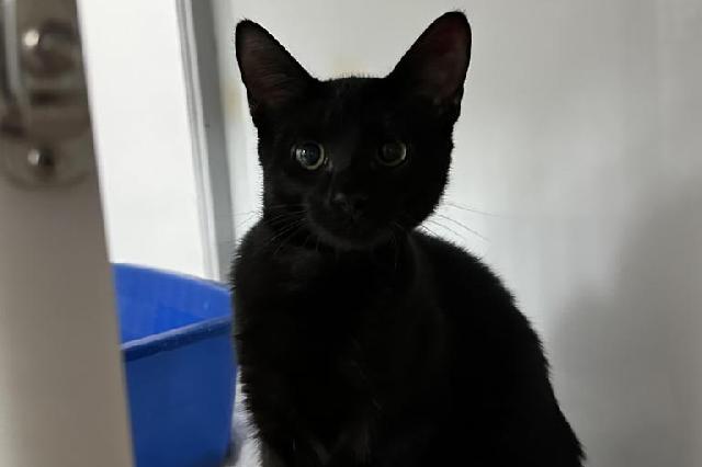 My name is Perkin and I am ready for adoption. Learn more about me!