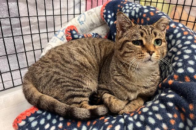 My name is Ginger Julep and I am ready for adoption. Learn more about me!