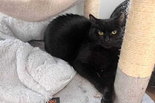 My name is Ada and I am ready for adoption. Learn more about me!