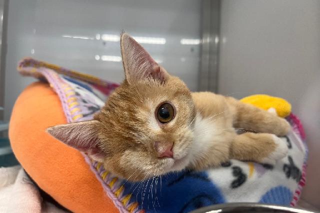 My name at SAFE Haven was Branch and I was adopted!