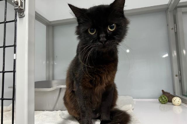 My name at SAFE Haven was Ethel Cain and I was adopted!