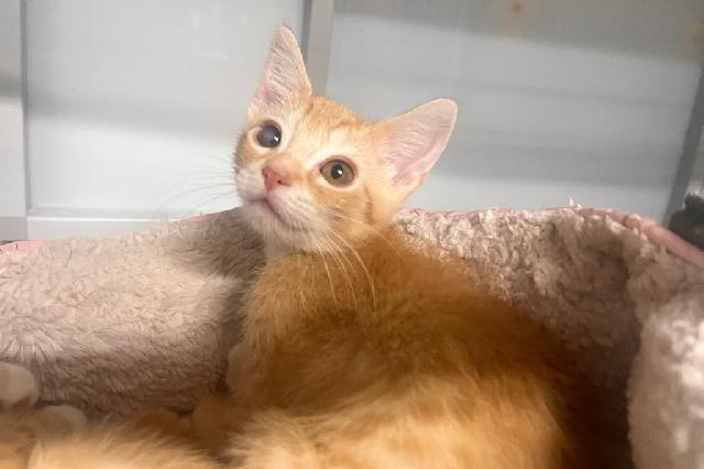 My name is Tree Bark and I am ready for adoption. Learn more about me!