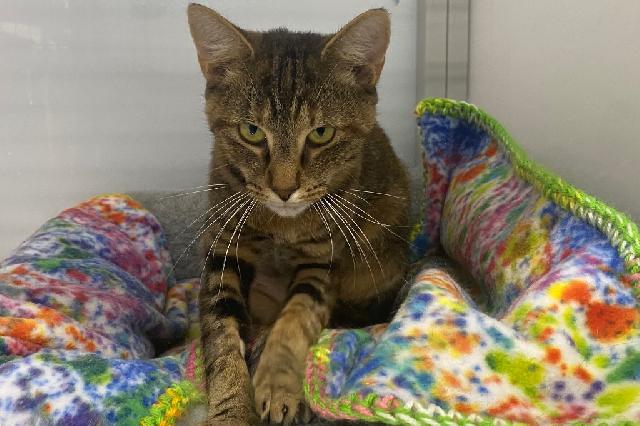 My name is Mango Mojito and I am ready for adoption. Learn more about me!