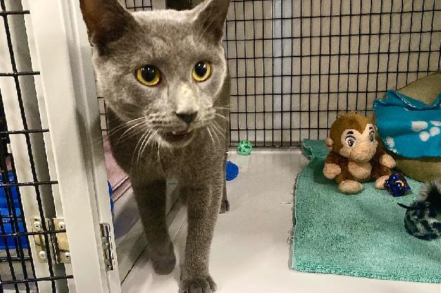 My name is Poltergeist and I am ready for adoption. Learn more about me!